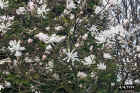 flowers09.JPG (110915 bytes)
