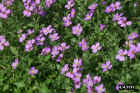 flowers10.JPG (85355 bytes)