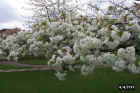 flowers11.JPG (76694 bytes)