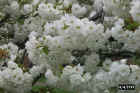 flowers12.JPG (63367 bytes)