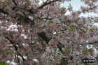 flowers14.JPG (99343 bytes)