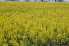 flowers15.JPG (91731 bytes)