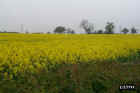 flowers16.JPG (58914 bytes)