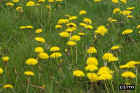 flowers17.JPG (80360 bytes)