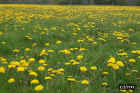 flowers19.JPG (86233 bytes)