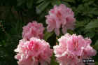 flowers21.jpg (53182 bytes)