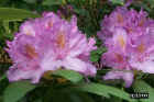 flowers22.JPG (53012 bytes)