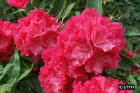 flowers23.JPG (61231 bytes)