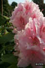flowers24.JPG (47598 bytes)