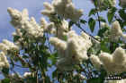 flowers26.JPG (74740 bytes)