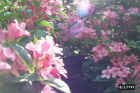 flowers28.JPG (62047 bytes)