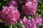 flowers30.JPG (68373 bytes)