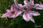 flowers32.jpg (39737 bytes)