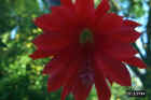 flowers34.jpg (22061 bytes)