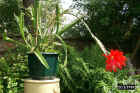 flowers35.jpg (62787 bytes)