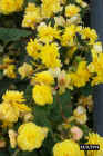 flowers78.jpg (45511 bytes)