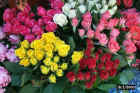 art1667Rome_roses.JPG (81226 bytes)
