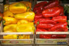 art1800Rome_capsicum.JPG (55369 bytes)