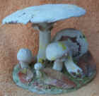 Agaricus_xanthodermus2.jpg (30772 bytes)