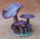 Blewit.JPG (41759 bytes)