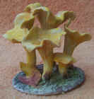 Chanterelle.JPG (37661 bytes)