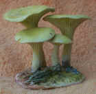 Clitocybe_ericetorum.JPG (33849 bytes)