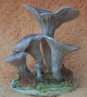 Clitocybe_nebularis.JPG (37620 bytes)