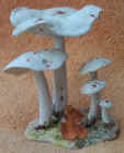Collybia.JPG (42888 bytes)