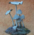 Coprinus_cinereus.JPG (35895 bytes)