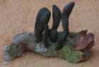 Dead_Mans_Fingers.JPG (54074 bytes)
