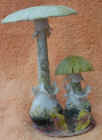Death_Cap.jpg (46050 bytes)