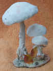 Destroying_Angel.jpg (45935 bytes)