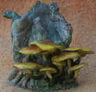 Flammulina_velutipes.JPG (34450 bytes)