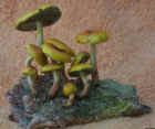 Hypholoma_Brick_Caps.JPG (31295 bytes)