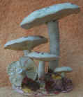 Lactarius_piperatus.JPG (37386 bytes)