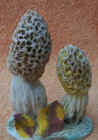 Morel.JPG (54196 bytes)