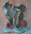 Otidia_Hare's_Ear.jpg (35666 bytes)