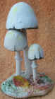 Panaeolus.jpg (62642 bytes)