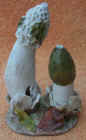 Phallus_impudicus.JPG (51342 bytes)