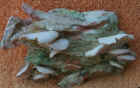 Schizophyllum_commune.JPG (54470 bytes)