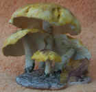 Tricholoma.JPG (30742 bytes)