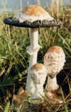 photo01Coprinus_comatus.jpg (63457 bytes)
