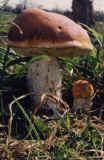 photo04Boletus_edulis.jpg (64291 bytes)