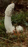 photo05Phallus_impudicus.jpg (56085 bytes)