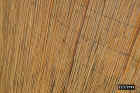 Bamboo1.JPG (78412 bytes)