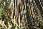 Bamboo2.JPG (104329 bytes)