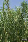 Bamboo_hedge.JPG (101580 bytes)