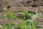 Groningen_wall.JPG (104382 bytes)