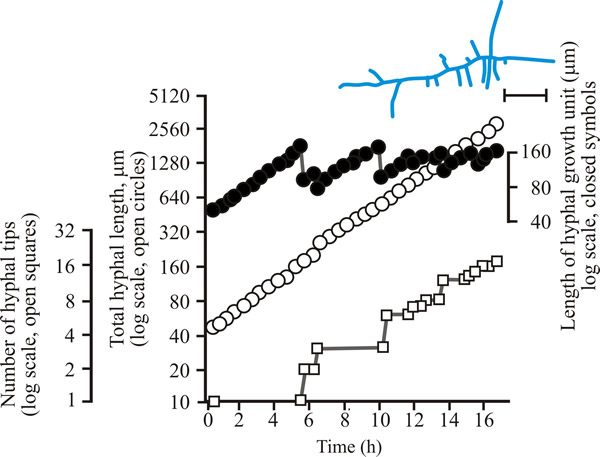 Aspergillus growth kinetics