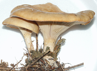 Clitocybe flaccida